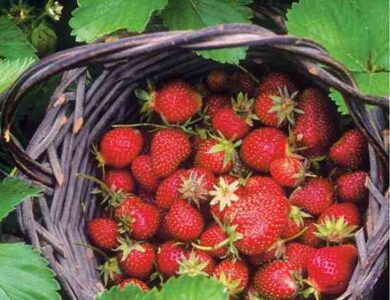 Growing Strawberries Image
